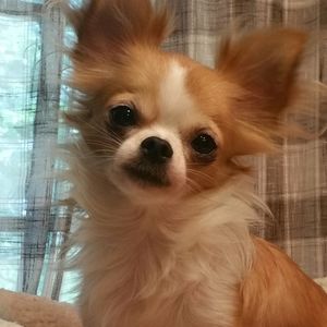 Meet your Posher, Patty